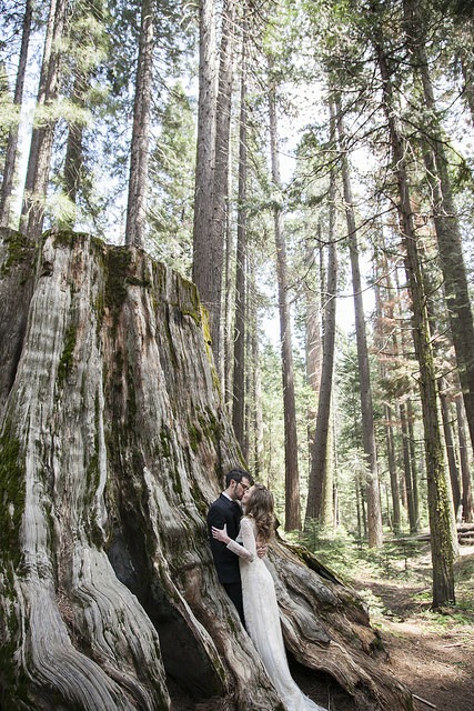 tree trunk kiss sarah dave peters paige